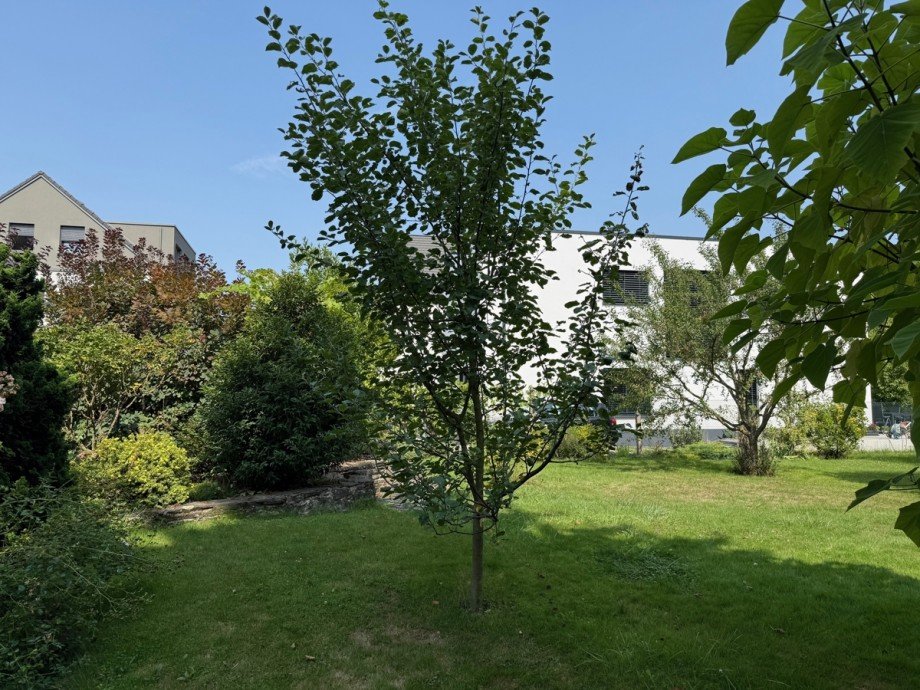 weitere Ansicht vom Grundst�ck Einfamilienhaus Bonn