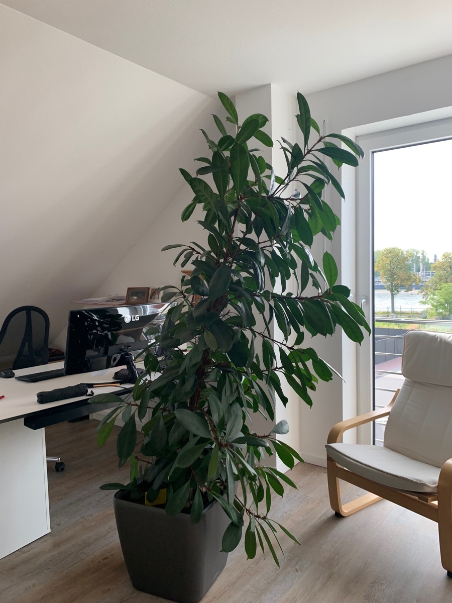Ansicht Studio im DG Reihenendhaus Niederkassel