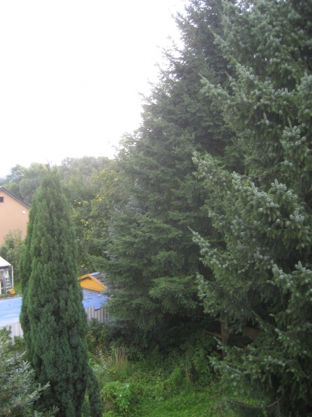 Blick vom Balkon ins Gr�ne Dachgeschosswohnung K�nigswinter