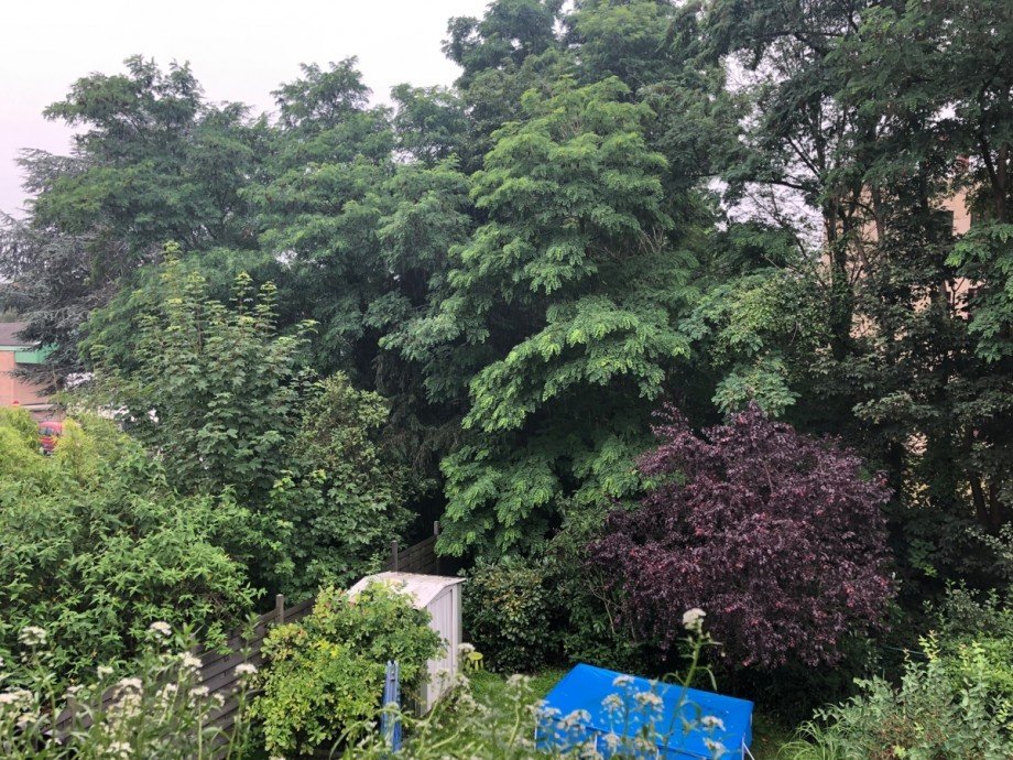 Blick ins Gr�ne Etagenwohnung Bonn