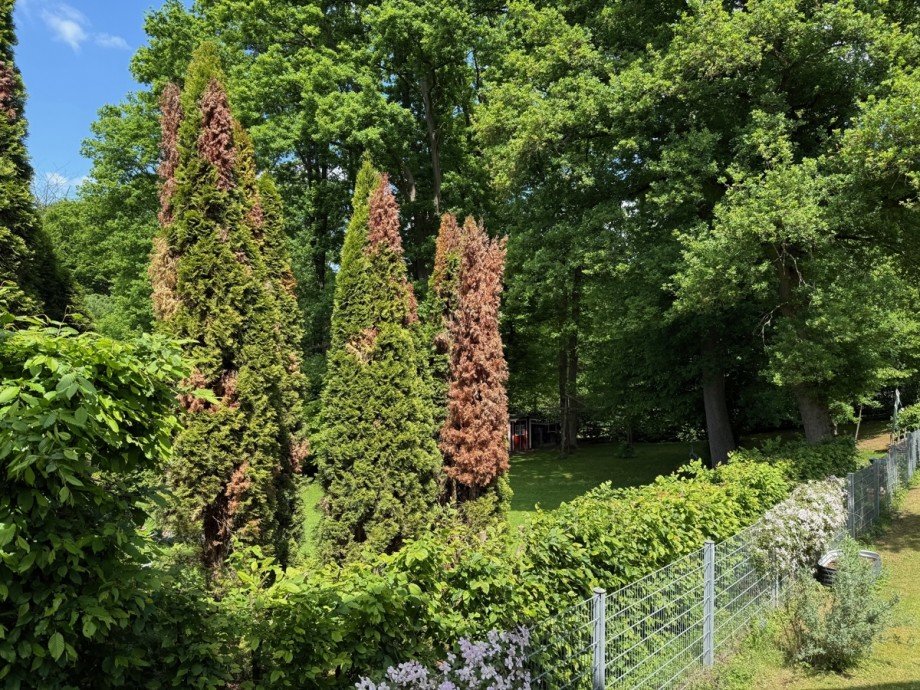 Blick ins Gr�ne Doppelhaush�lfte Sankt Augustin