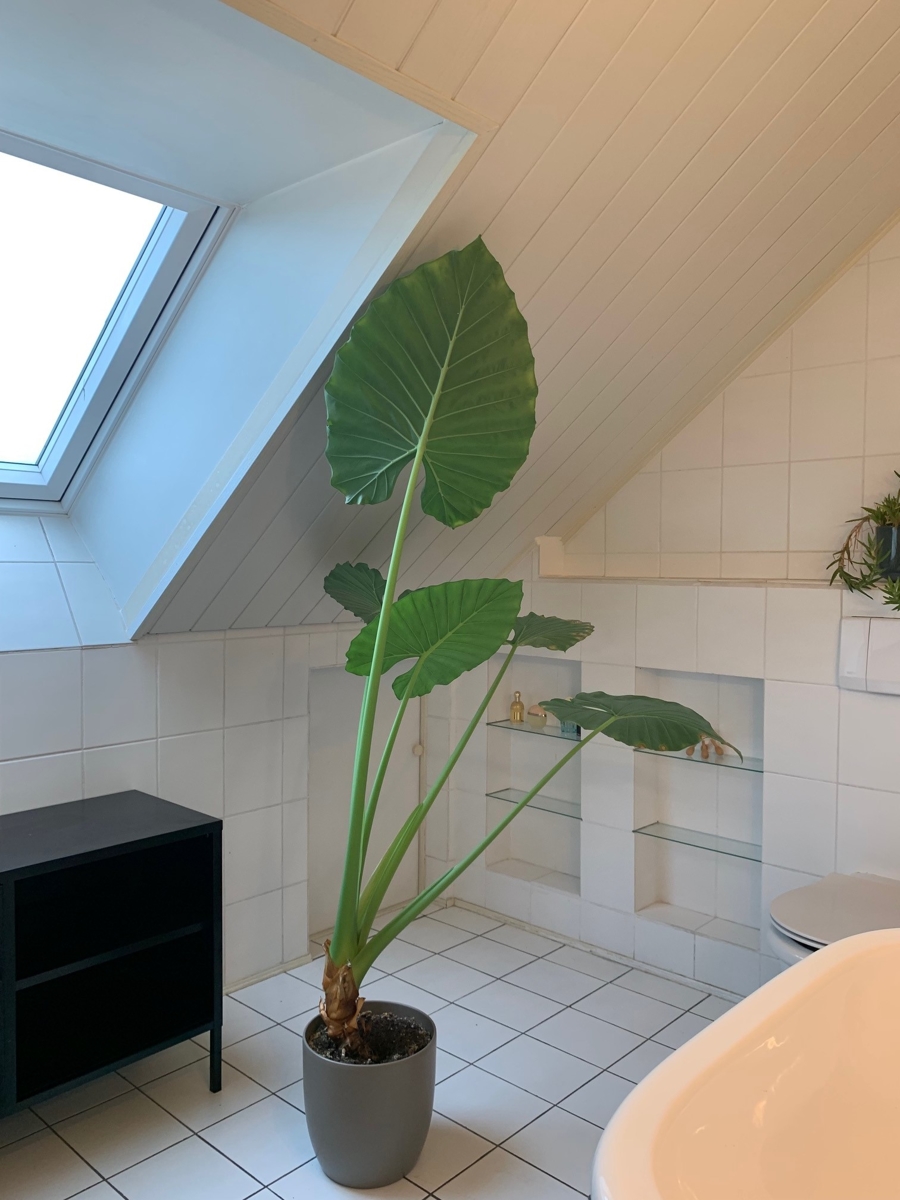 Ansicht Badezimmer mit Wanne und Dusche Einfamilienhaus Sankt Augustin