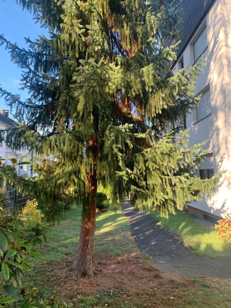 Ansicht Erdgeschosswohnung Sankt Augustin