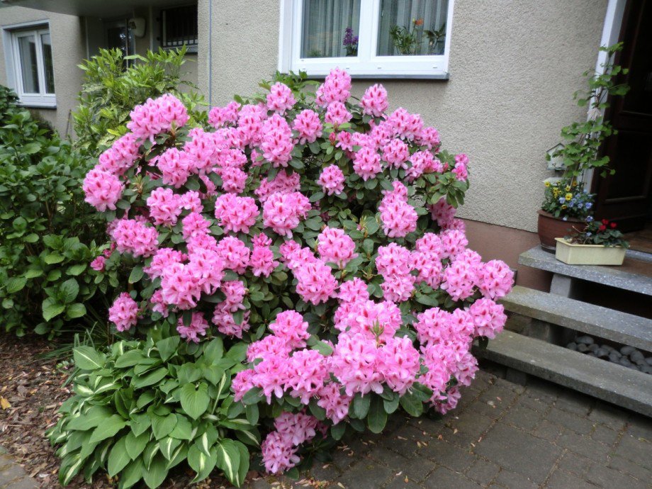 Hauseingangsbereich Reihenhaus Sankt Augustin