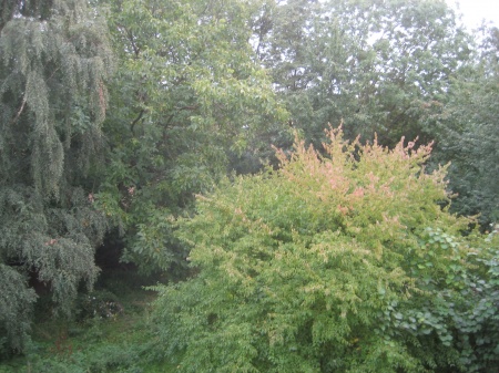Blick vom Balkon ins Gr�ne Dachgeschosswohnung K�nigswinter