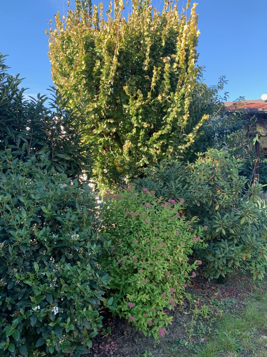 seitliche Ansicht Reihenendhaus Sankt Augustin