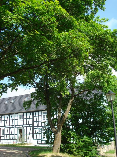 Alter Baumbestand am Objekt Reihenhaus Hennef