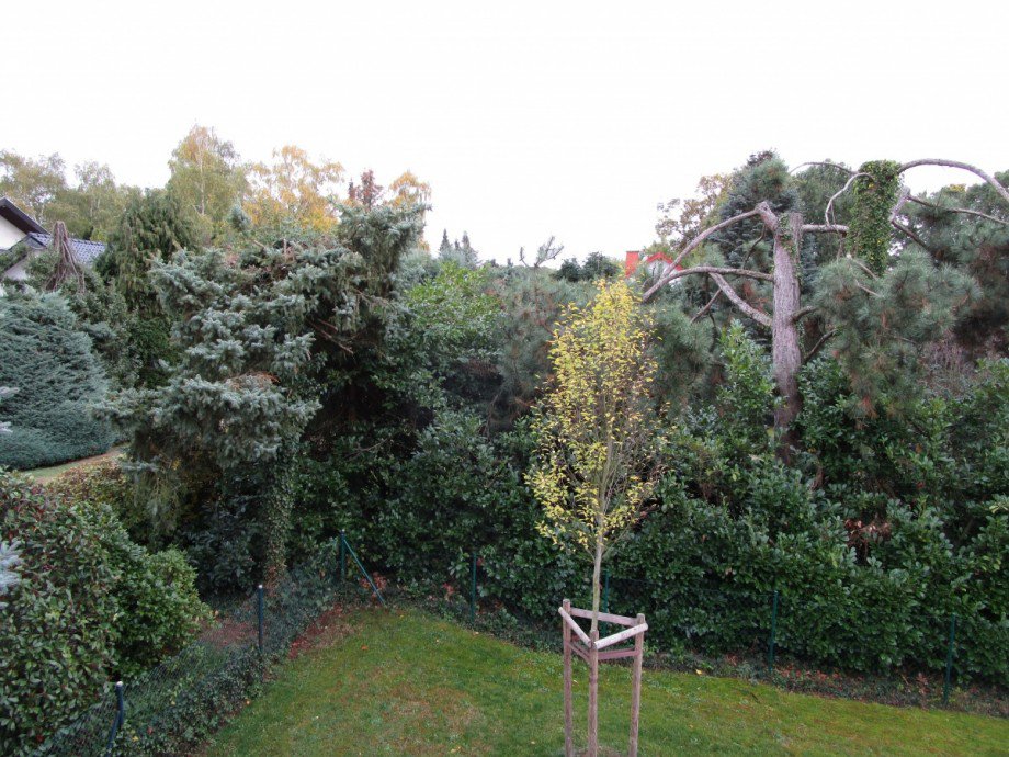 Blick in den Garten Etagenwohnung Sankt Augustin