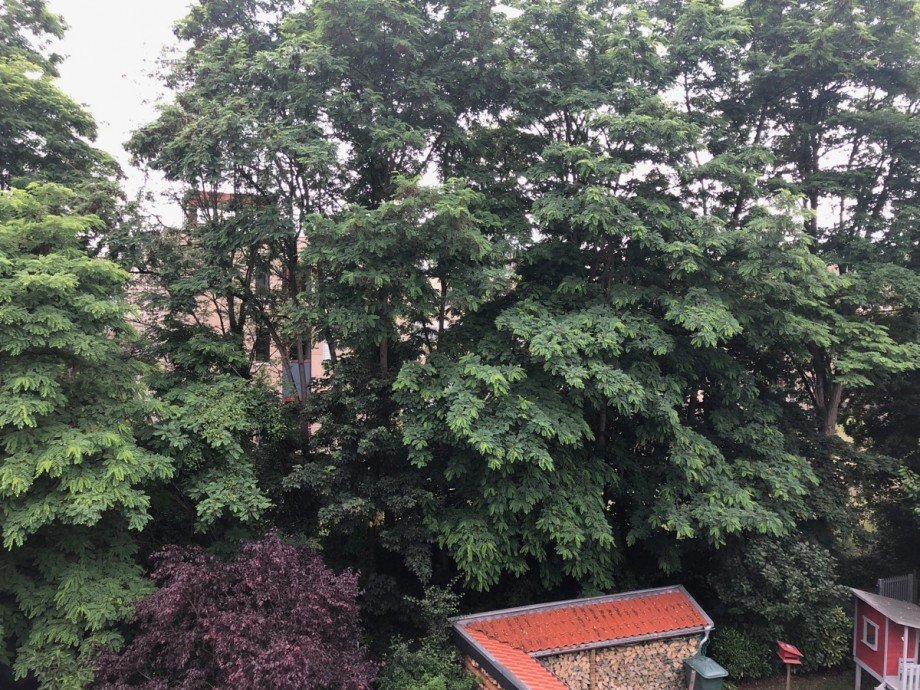 Blick von der Dachterrasse ins Gr�ne Etagenwohnung Bonn