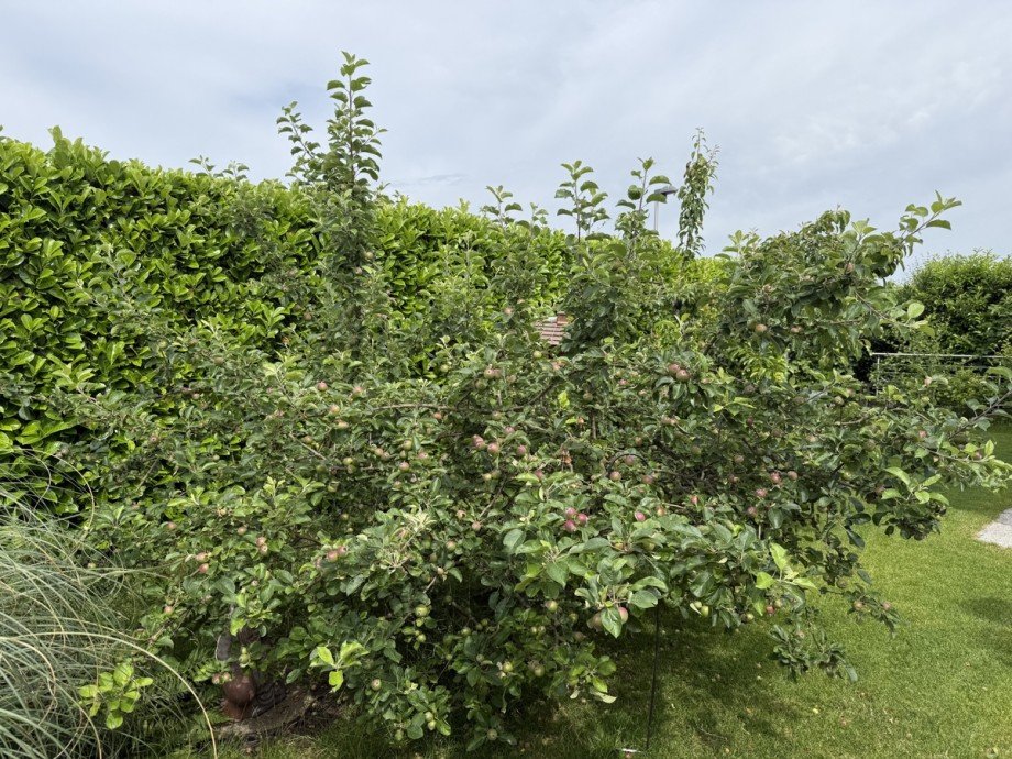 R�ckansicht mit Garten Bungalow Troisdorf / Eschmar