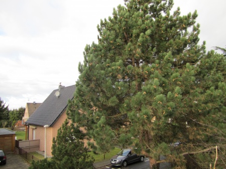 Ausblick von Terrasse Etagenwohnung Sankt Augustin