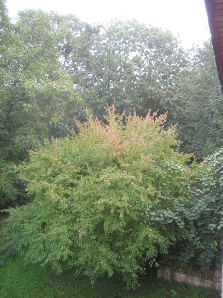 Blick vom Balkon ins Gr�ne Dachgeschosswohnung K�nigswinter