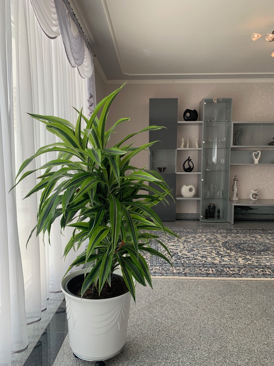 Ansicht Wohn,- Esszimmer Doppelhaush�lfte Sankt Augustin