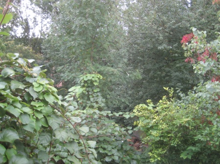 Blick ins Gr�ne Dachgeschosswohnung K�nigswinter