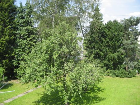 Blick in den Garten Etagenwohnung St. Augustin